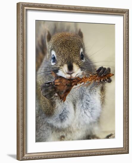 Red Squirrel, Tamiasciurus Hudsonicus, Maligne Canyon, Jasper National Park, Alberta, Canada-Paul Colangelo-Framed Photographic Print