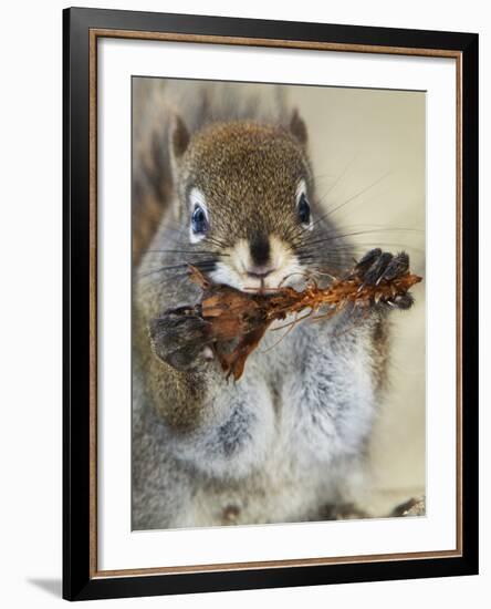 Red Squirrel, Tamiasciurus Hudsonicus, Maligne Canyon, Jasper National Park, Alberta, Canada-Paul Colangelo-Framed Photographic Print