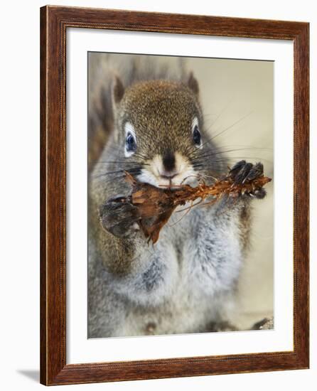 Red Squirrel, Tamiasciurus Hudsonicus, Maligne Canyon, Jasper National Park, Alberta, Canada-Paul Colangelo-Framed Photographic Print