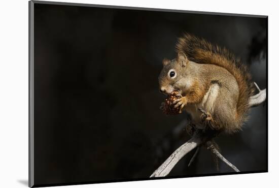 Red Squirrel-Ken Archer-Mounted Photographic Print