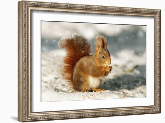 Red Squirrel-null-Framed Photographic Print