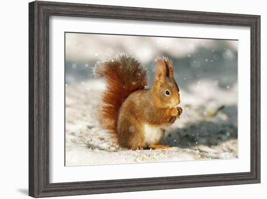 Red Squirrel-null-Framed Photographic Print