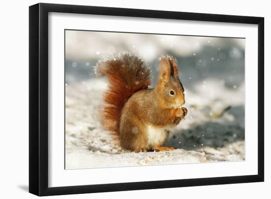 Red Squirrel-null-Framed Photographic Print