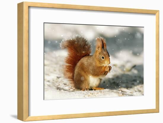 Red Squirrel-null-Framed Photographic Print