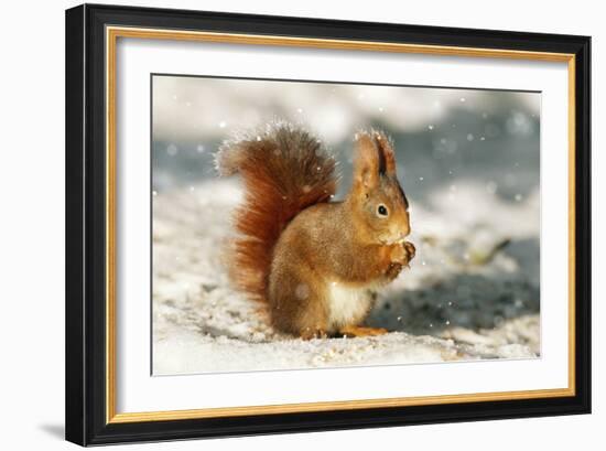 Red Squirrel-null-Framed Photographic Print
