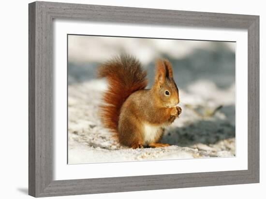 Red Squirrel-null-Framed Photographic Print