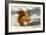 Red Squirrel-null-Framed Photographic Print