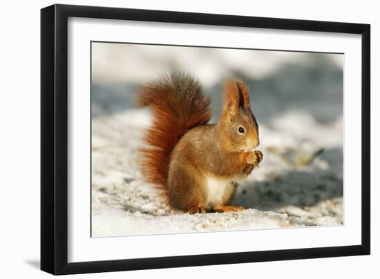 Red Squirrel-null-Framed Photographic Print