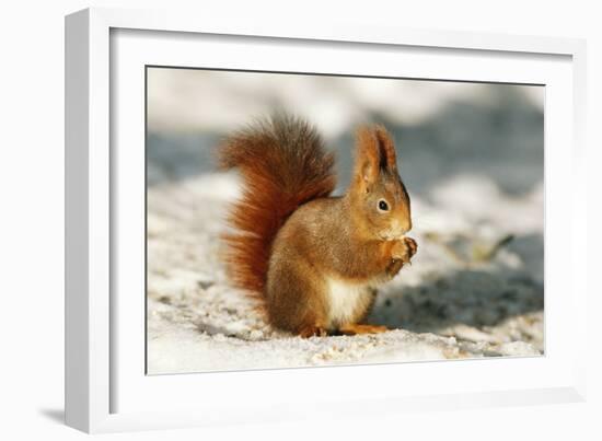 Red Squirrel-null-Framed Photographic Print