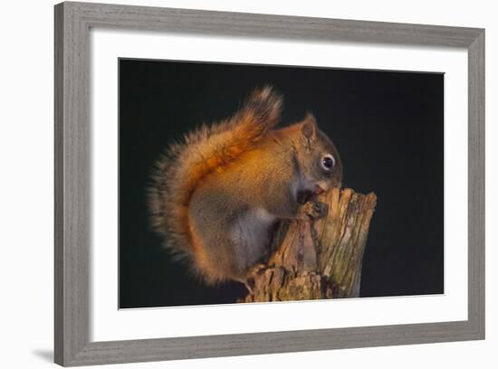 Red Squirrel-Andre Villeneuve-Framed Photographic Print