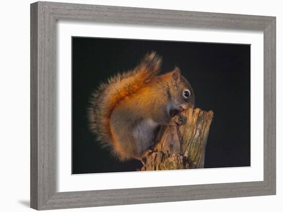 Red Squirrel-Andre Villeneuve-Framed Photographic Print