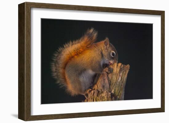 Red Squirrel-Andre Villeneuve-Framed Photographic Print