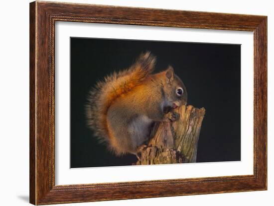 Red Squirrel-Andre Villeneuve-Framed Photographic Print