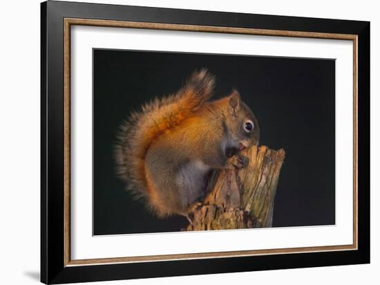 Red Squirrel-Andre Villeneuve-Framed Photographic Print