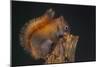 Red Squirrel-Andre Villeneuve-Mounted Photographic Print