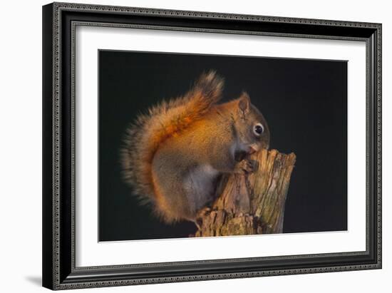 Red Squirrel-Andre Villeneuve-Framed Photographic Print