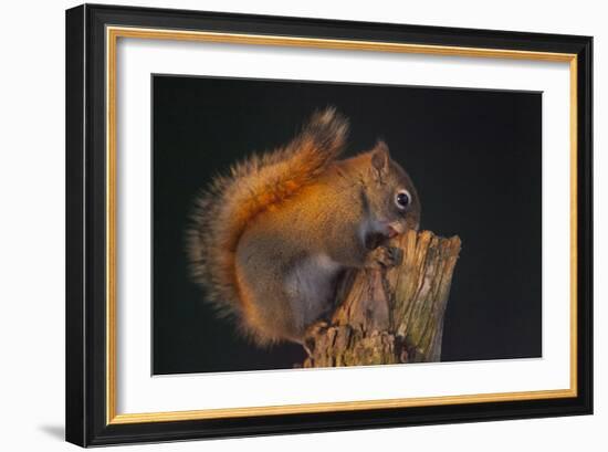 Red Squirrel-Andre Villeneuve-Framed Photographic Print