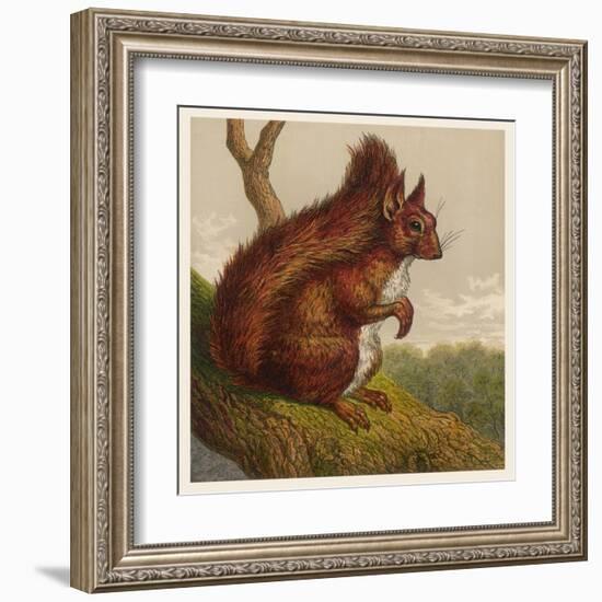 Red Squirrel-null-Framed Art Print