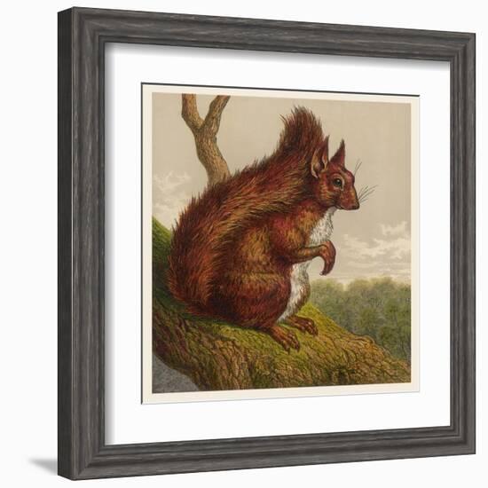 Red Squirrel-null-Framed Art Print