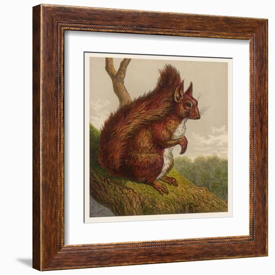 Red Squirrel-null-Framed Art Print