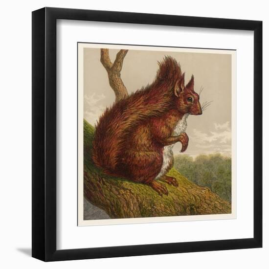 Red Squirrel-null-Framed Art Print