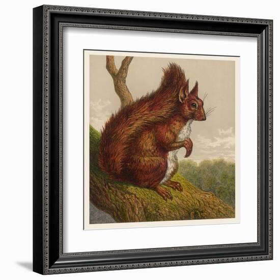 Red Squirrel-null-Framed Art Print