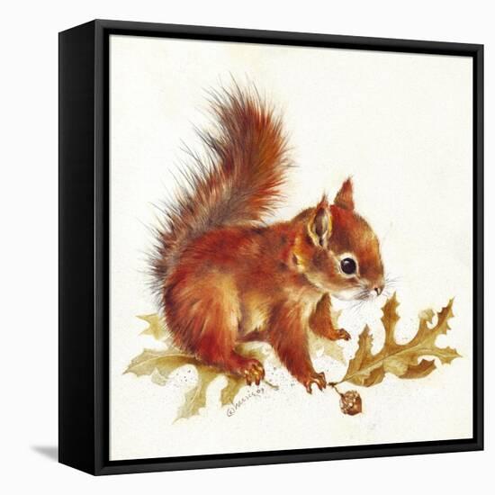 Red Squirrel-Peggy Harris-Framed Premier Image Canvas