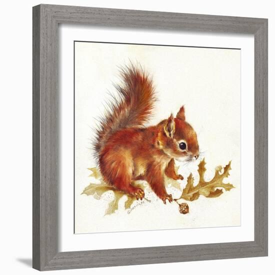 Red Squirrel-Peggy Harris-Framed Giclee Print