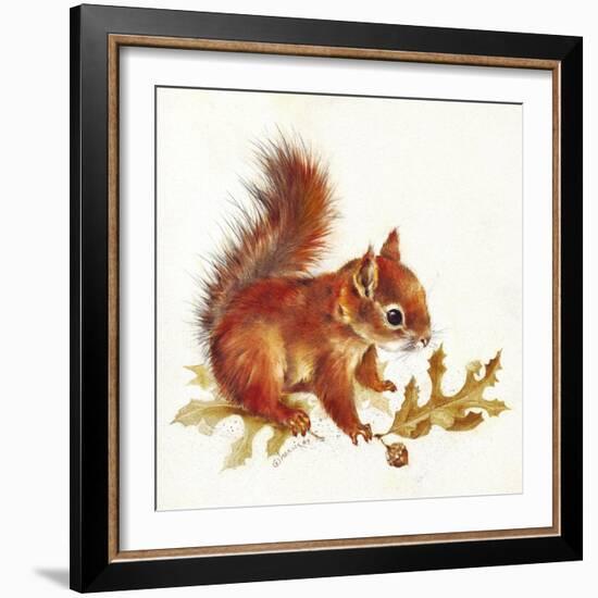 Red Squirrel-Peggy Harris-Framed Giclee Print