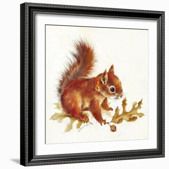 Red Squirrel-Peggy Harris-Framed Giclee Print