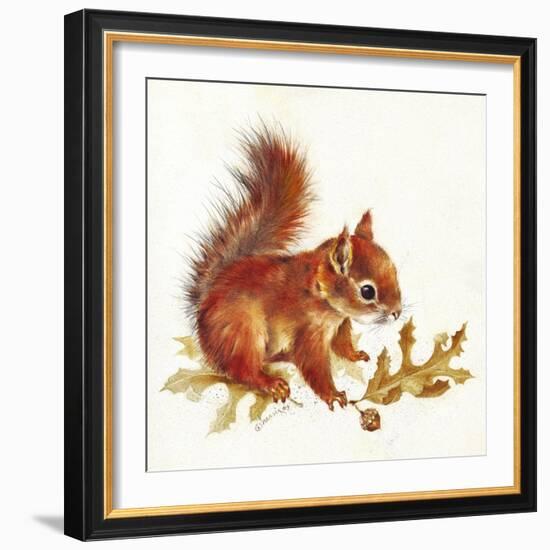 Red Squirrel-Peggy Harris-Framed Giclee Print