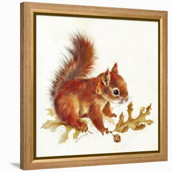 Red Squirrel-Peggy Harris-Framed Premier Image Canvas