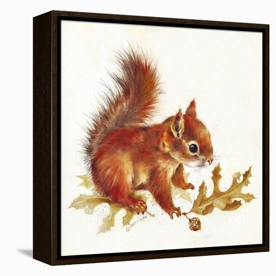 Red Squirrel-Peggy Harris-Framed Premier Image Canvas