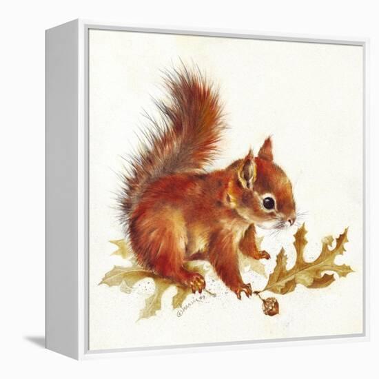 Red Squirrel-Peggy Harris-Framed Premier Image Canvas