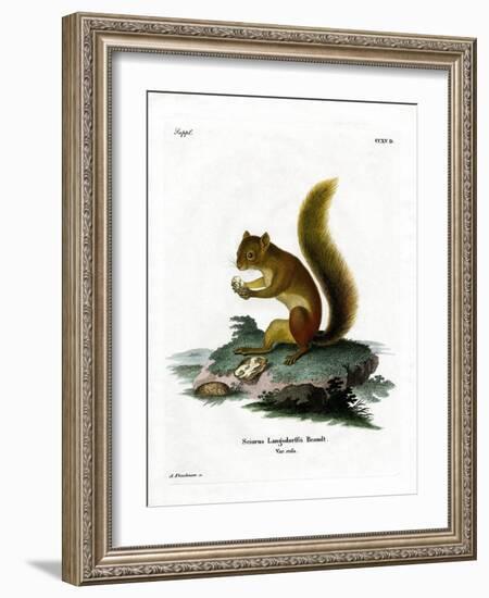 Red Squirrel-null-Framed Giclee Print