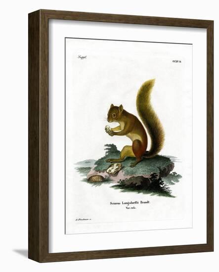 Red Squirrel-null-Framed Giclee Print