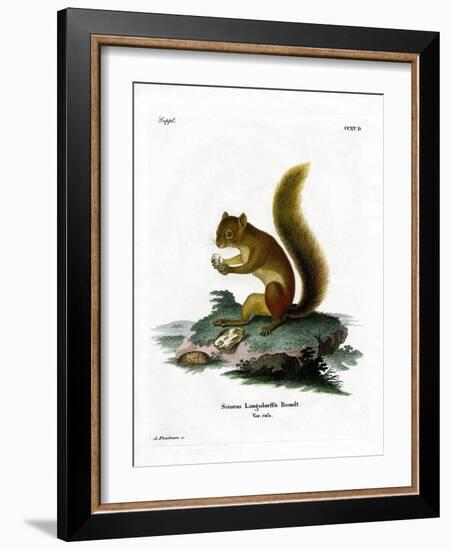 Red Squirrel-null-Framed Giclee Print