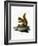 Red Squirrel-null-Framed Giclee Print