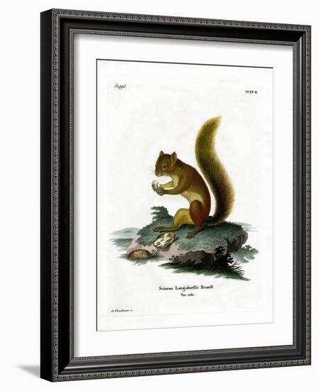 Red Squirrel-null-Framed Giclee Print