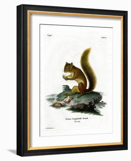 Red Squirrel-null-Framed Giclee Print