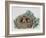 Red Squirrels (Sciurus Vulgaris) in Drey, Sciuridae-null-Framed Giclee Print