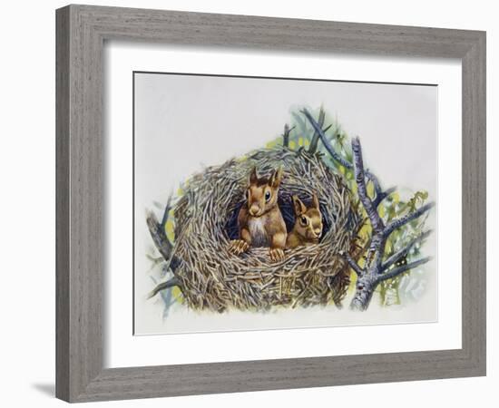 Red Squirrels (Sciurus Vulgaris) in Drey, Sciuridae-null-Framed Giclee Print