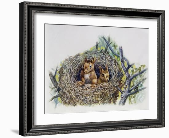 Red Squirrels (Sciurus Vulgaris) in Drey, Sciuridae-null-Framed Giclee Print