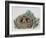 Red Squirrels (Sciurus Vulgaris) in Drey, Sciuridae-null-Framed Giclee Print