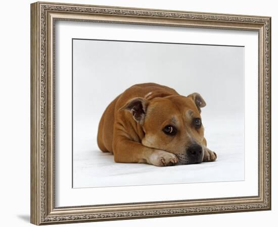 Red Staffordshire Bull Terrier Bitch, 3 Years Old, Lying with Head Down-Jane Burton-Framed Photographic Print