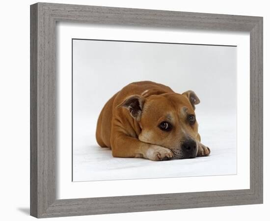 Red Staffordshire Bull Terrier Bitch, 3 Years Old, Lying with Head Down-Jane Burton-Framed Photographic Print