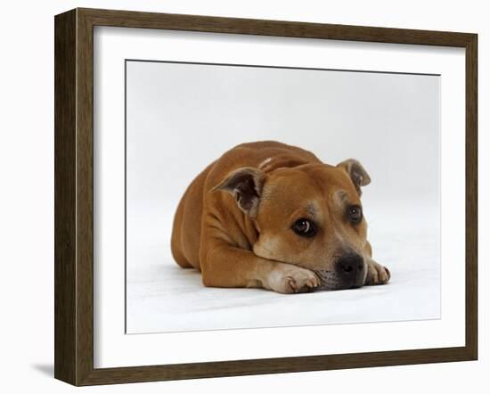 Red Staffordshire Bull Terrier Bitch, 3 Years Old, Lying with Head Down-Jane Burton-Framed Photographic Print