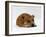 Red Staffordshire Bull Terrier Bitch, 3 Years Old, Lying with Head Down-Jane Burton-Framed Photographic Print