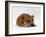 Red Staffordshire Bull Terrier Bitch, 3 Years Old, Lying with Head Down-Jane Burton-Framed Photographic Print