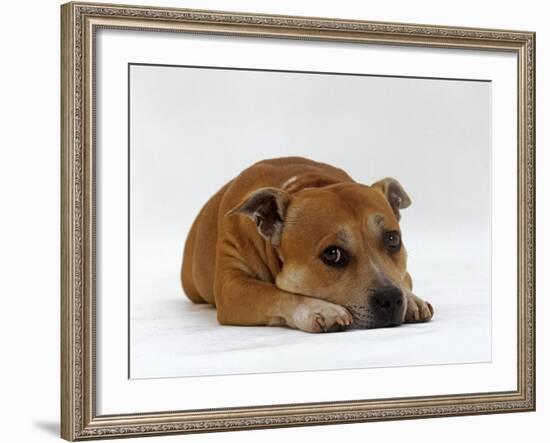 Red Staffordshire Bull Terrier Bitch, 3 Years Old, Lying with Head Down-Jane Burton-Framed Photographic Print